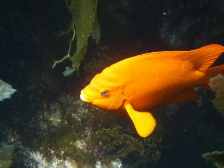 Catalina Scuba Luv,Kalifornien,USA