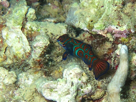 Dive Spot Asia,Dalaguete,Cebu,Philippinen