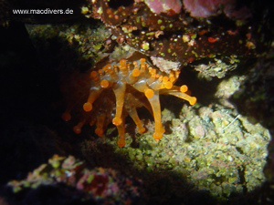 El Hierro, El Hierro,Spanien