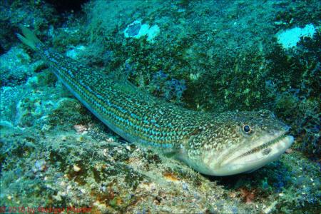 Buceo-Sub La Palma,Kanarische Inseln,Spanien