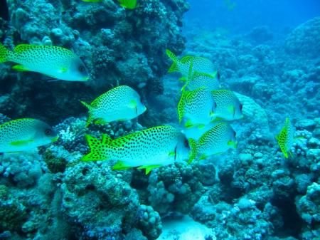 Dinos Diving Center & Safari,Hurghada,Ägypten