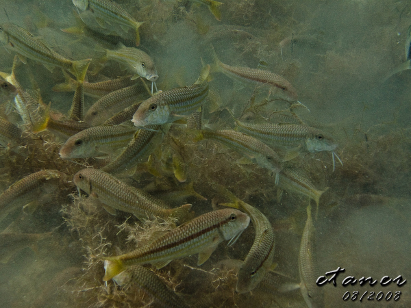 Hausbucht Scuba Valdaliso, Rovinj, Rovinj,Kroatien