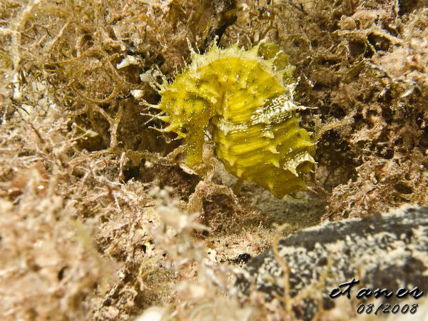 Hausbucht Scuba Valdaliso, Rovinj, Rovinj,Kroatien