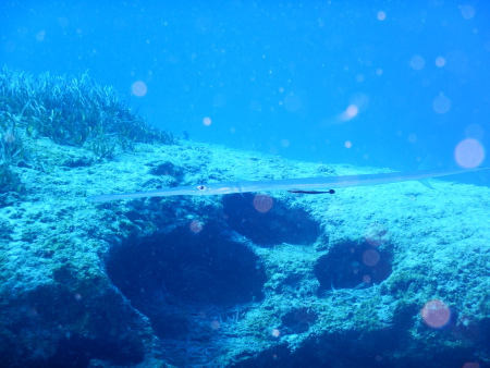 Clownfish´s Diving,Ayia Napa,Zypern