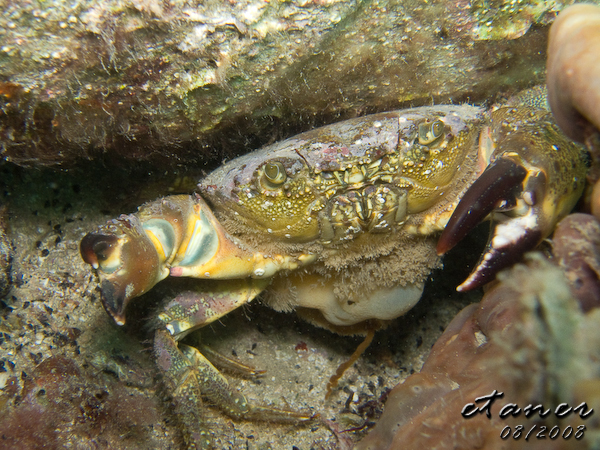 Hausbucht Scuba Valdaliso, Rovinj, Rovinj,Kroatien