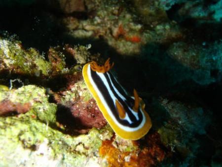 Toms Diver House,Safaga,Ägypten