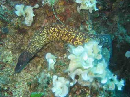 Marelino Sub,Capoliveri (Elba),Italien