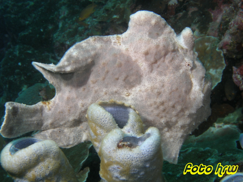 Moalboal, Moalboal & Malapascua,Philippinen