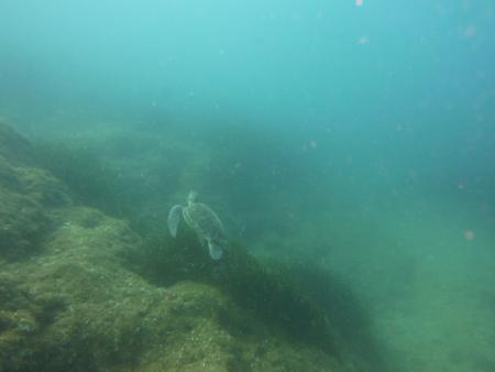 Dolphin Dive,Alanya,Türkei