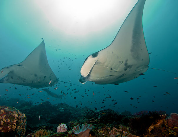 Mantas, Manta, Ceningan Divers, Nusa Ceningan, Indonesien, Bali