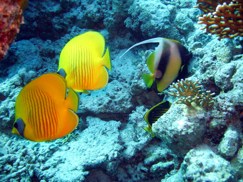 Abu Ramada Cave Drift, Abu Ramada,Hurghada,Ägypten