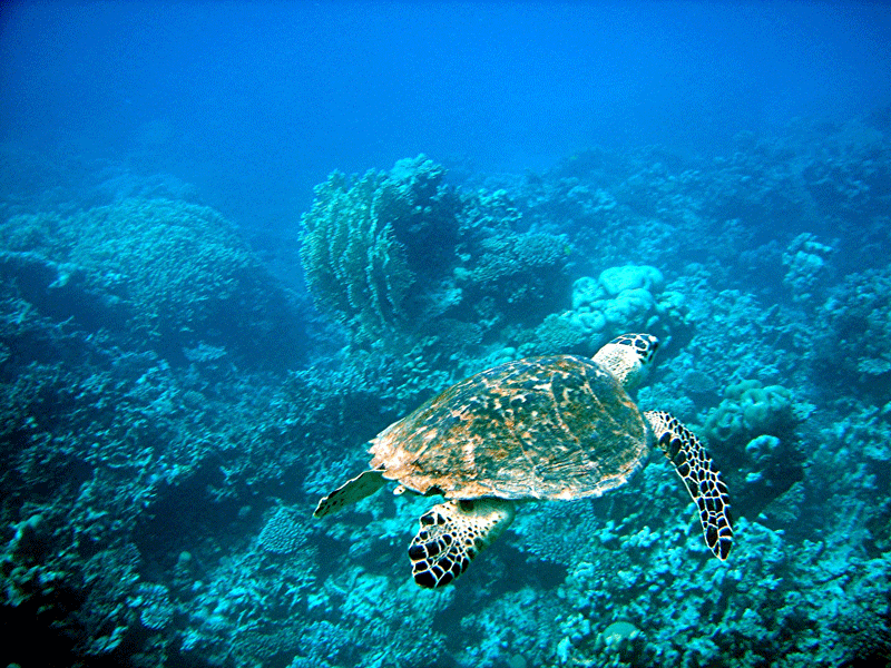 Turtle Bay/Abu Galama/Erg Somaga/Giftun Soraya, Wrack des Schleppers Tienstin,Abu Galauwa Kebir,Ägypten