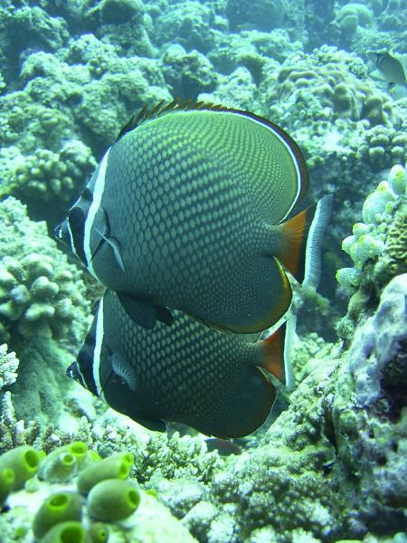 Bolifushi Dive Center,Malediven