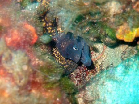 Anfibios Diving Centre,Playa d´en Bossa,Ibiza,Balearen,Spanien