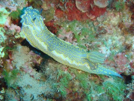 Santorini Dive Center,Santorini,Griechenland