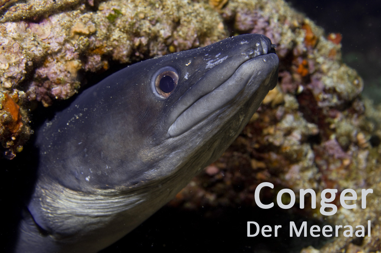 Conger. Der Meeraal - Diveinside Biologie