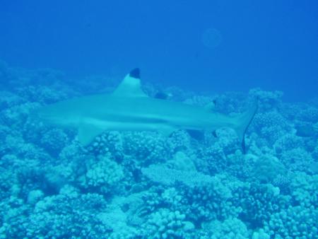 Nemo Diving World,Bora Bora,Französisch-Polynesien