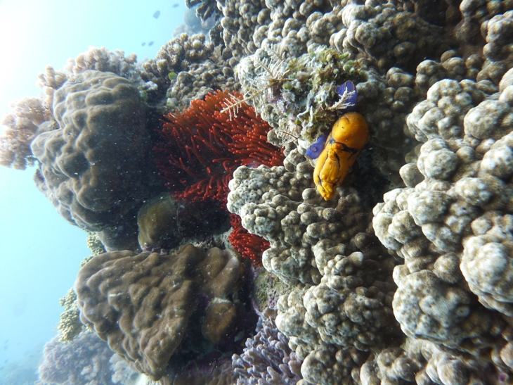 379 Fischarten mehr als 14 Anemonen usw., Dive Hub Antulang,Philippinen