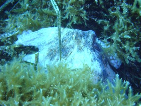 Diving Center,Cala Pada,Ibiza,Balearen,Spanien