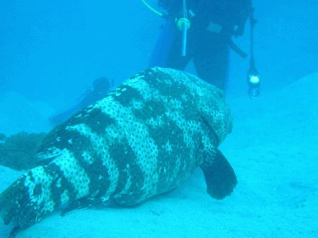 Extra Divers,Makadi Bay,Safaga,Ägypten