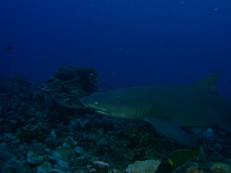 TOP-Dive Center Moorea,TOP-Dive Center Mooera,Französisch-Polynesien