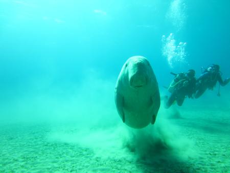 diving.DE el Flamenco,El Quseir bis Port Ghalib,Ägypten