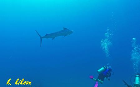 Calypso Diving,Koh Samui,Golf von Thailand,Thailand