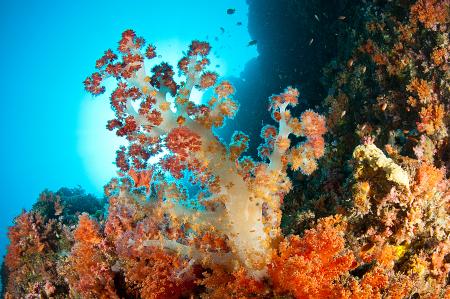 Extra Divers` Liburan Paradise,Indonesien