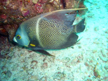 Scuba Pelicano,Isla Margarita,Juan Griego / Venezuela,Venezuela