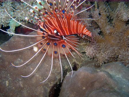 Dive Hub Antulang,Philippinen