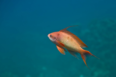 Allgemein, Safaga - allgemein,Ägypten