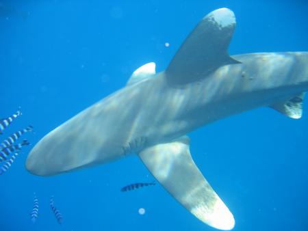 Beachsafari Diving Camp Marsa Alam,Marsa Alam und südlich,Ägypten