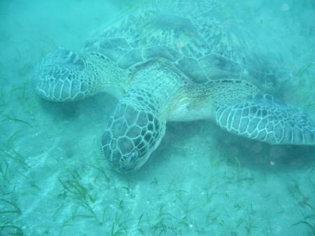 Global Divers Marsa Alam,Marsa Alam und südlich,Ägypten