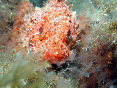 Ecological Divers,Kanarische Inseln,Spanien