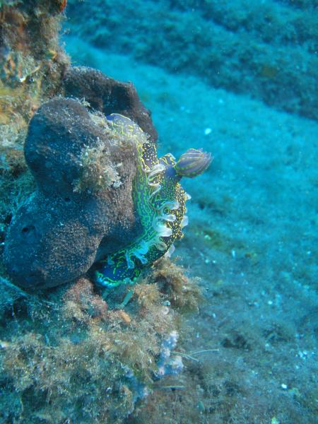 Styria-Guenis-Diving-Group,Insel Krk,Kroatien