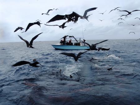 Malpelo,Kolumbien