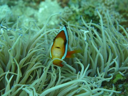 Dive Hub Antulang,Philippinen