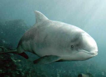 Schweinswal (Archivbild) - GRD