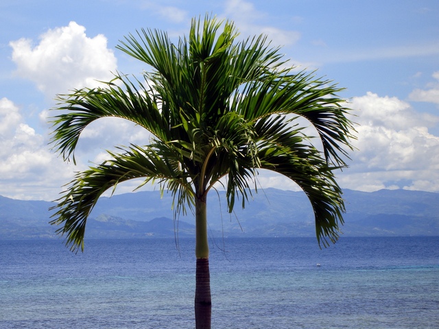 Moalboal - Kasai Village Beach Resort, Moalboal & Malapascua,Philippinen,palme,starnd,meer,wolken