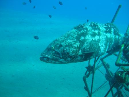 Sinai Divers,Naama Bay,Sharm el Sheikh,Sinai-Süd bis Nabq,Ägypten