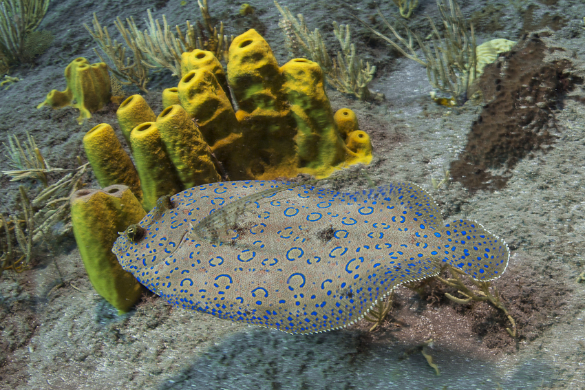 Sabas Unterwasserwelt, Saba,Niederländische Antillen