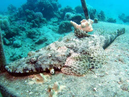 Safaga - Menaville Hausriff, Safaga - allgemein,Ägypten