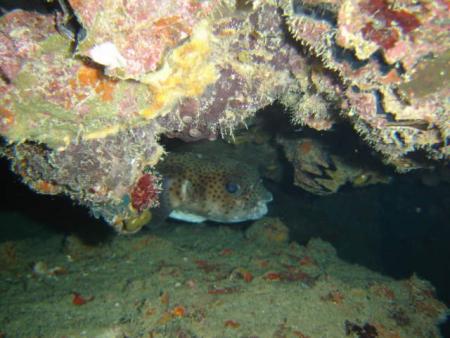 Calypso Diving,Koh Samui,Golf von Thailand,Thailand