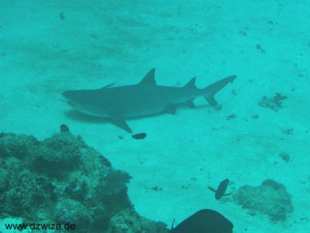 Vilamendhoo,Eurodivers,Malediven