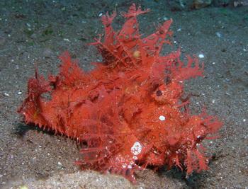 Rhinopias - Kirsten Clahr