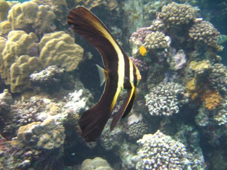 diving.DE el Flamenco,El Quseir bis Port Ghalib,Ägypten