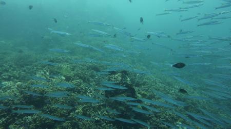 Blue Planet Diving Center,Alona Beach,Panglao,Bohol,Philippinen