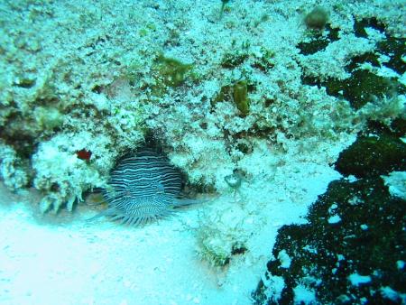 Blue Note Diving,Cozumel,Mexiko