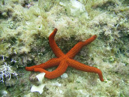 Dive & Fun,Cala D´Or,Mallorca,Balearen,Spanien