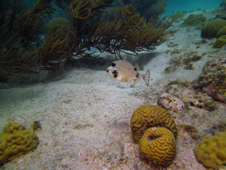 Tropical Divers Bonaire,Bonaire,Niederländische Antillen